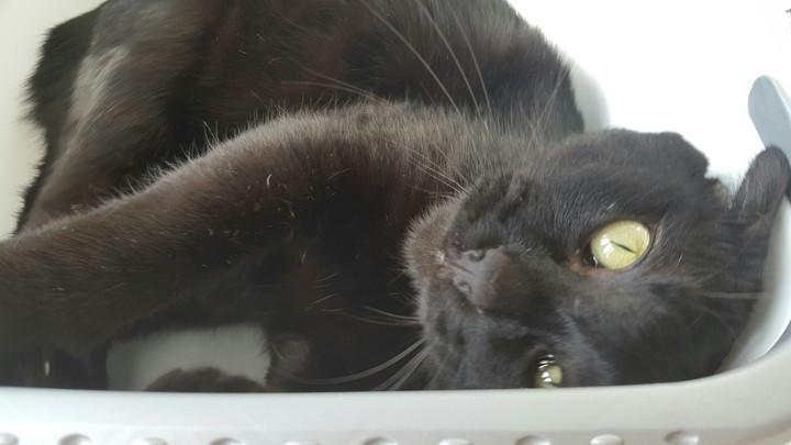Felix