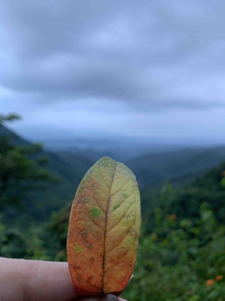 A golden leaf