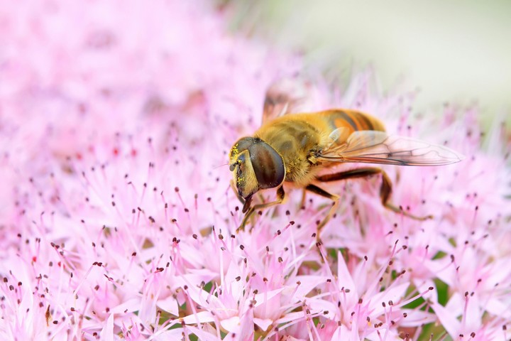 bee flower