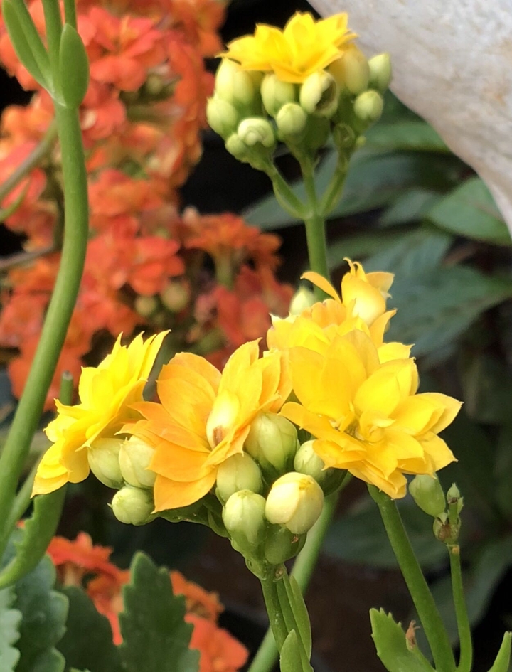 Kalanchoes