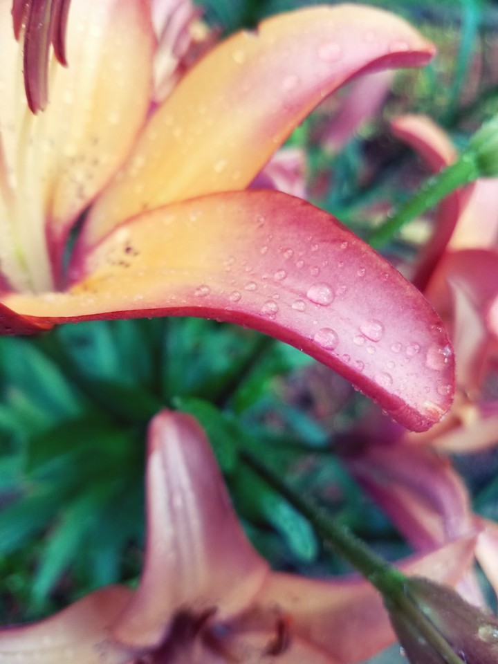 Rain
