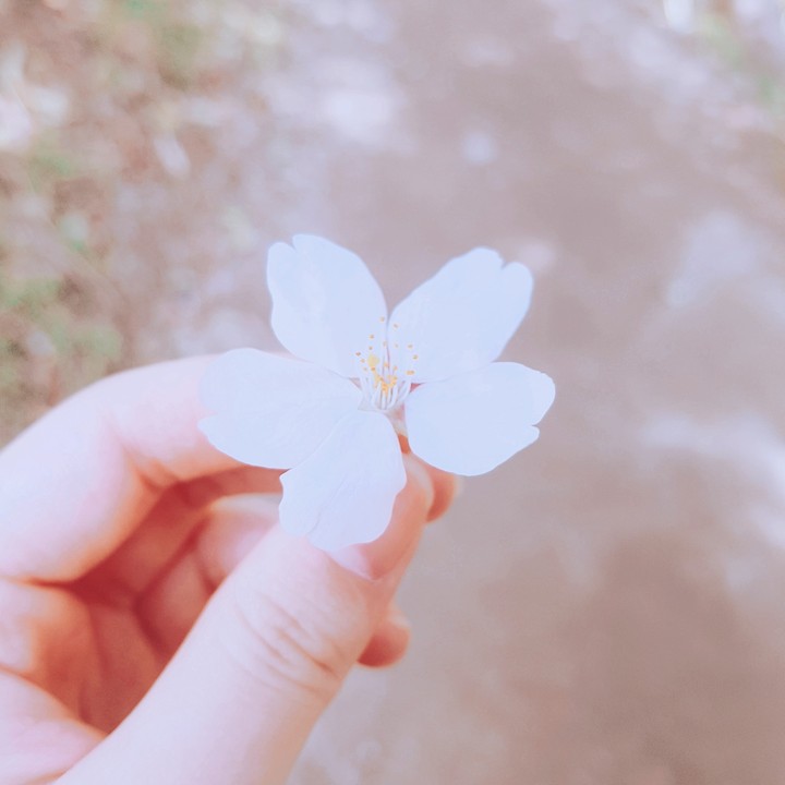 벚꽃
