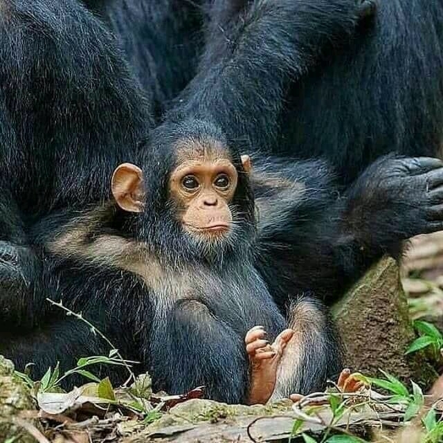família de macaco