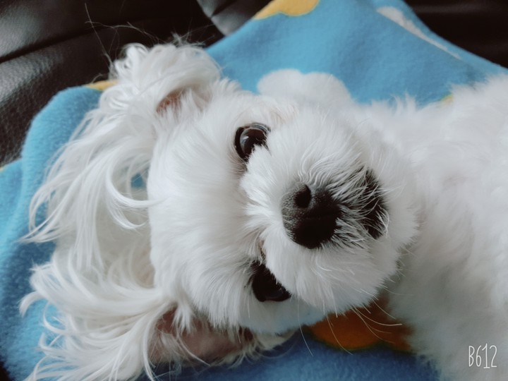 강아지