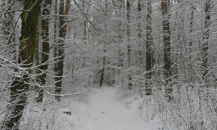 Snowy path- Śnieżna ścieżka