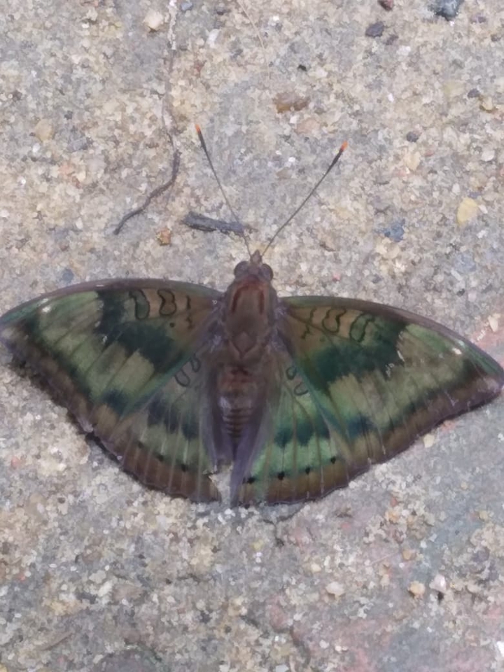 A Butterfly