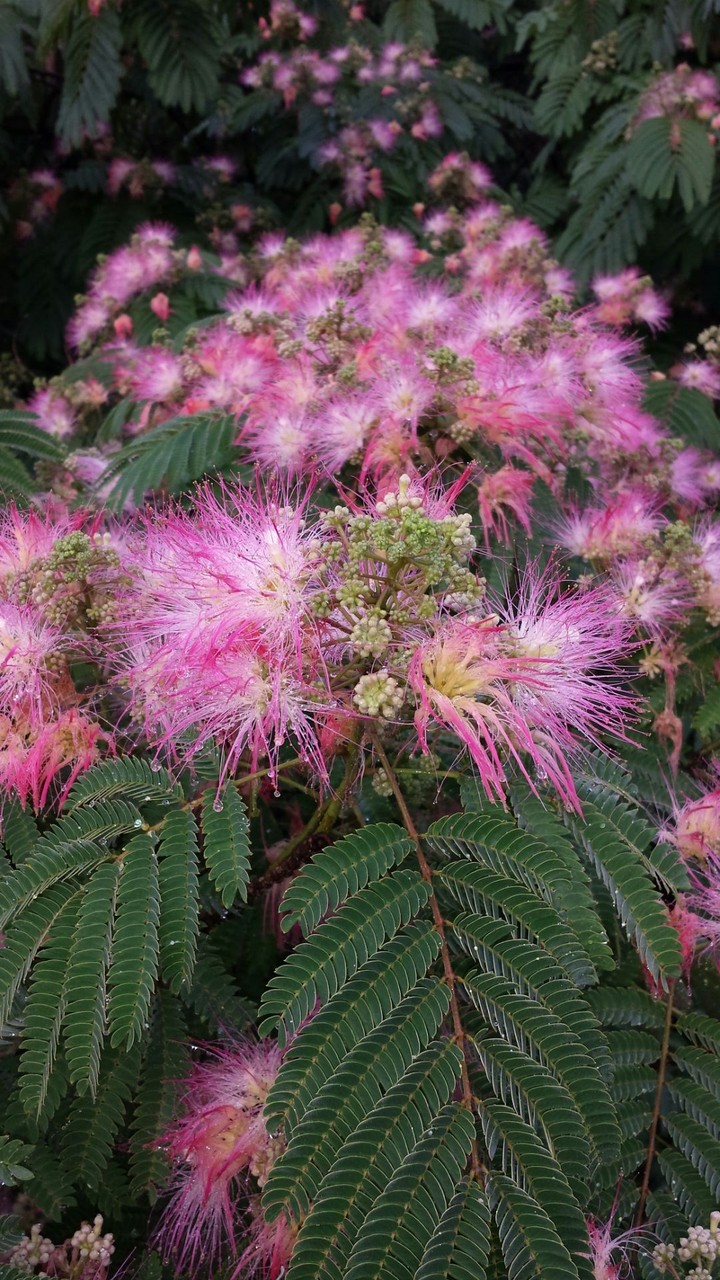 pink explosion