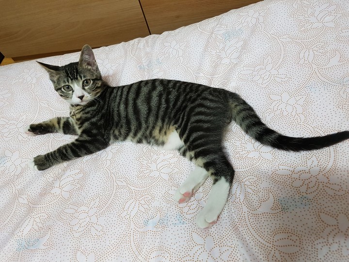 꺼돌이