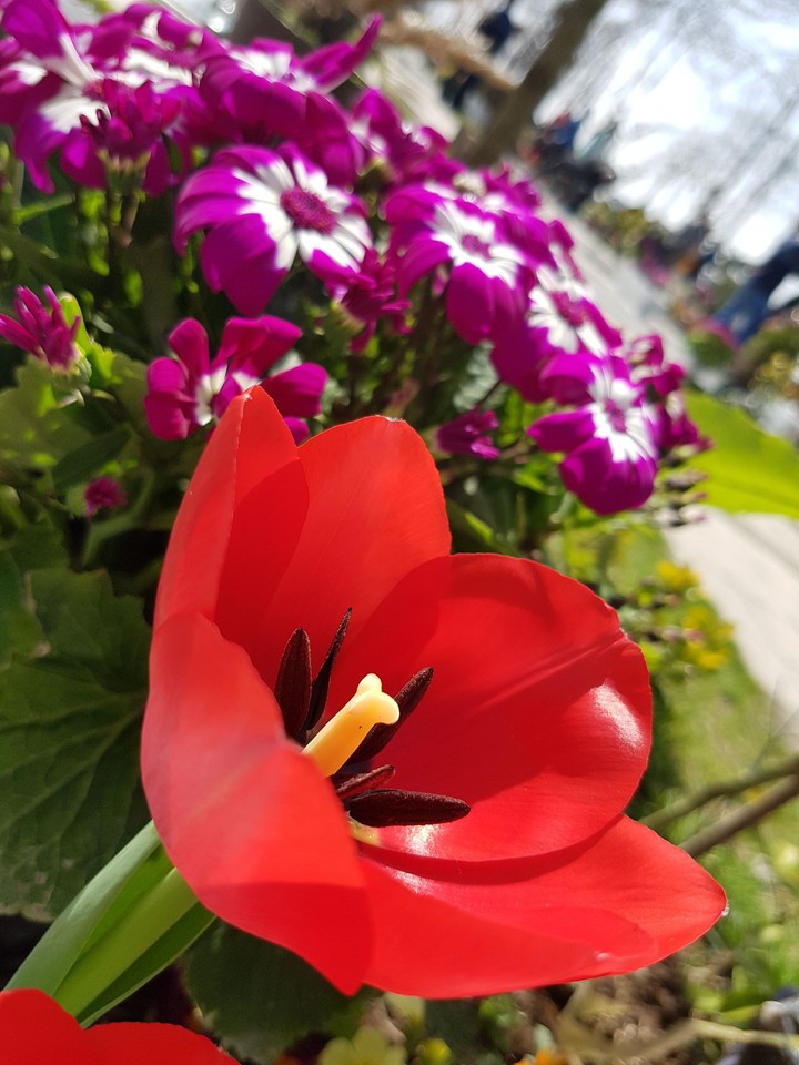 red tulip