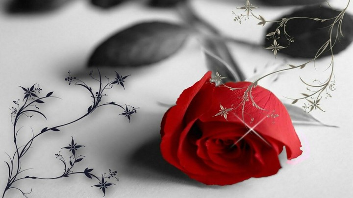 Rose