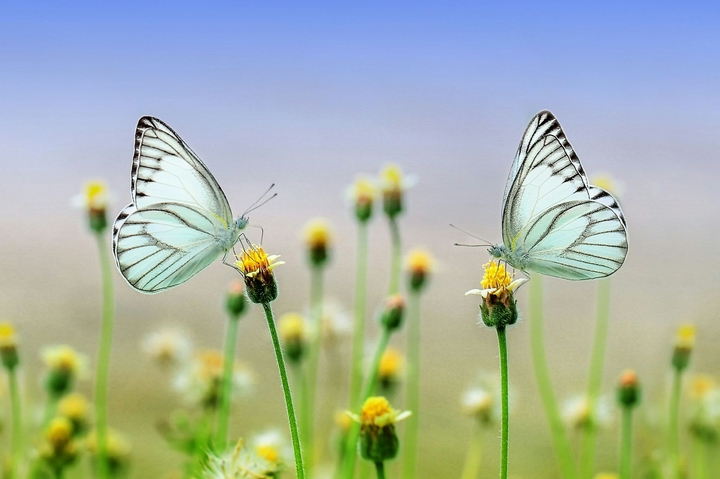 Beautiful Butterflies