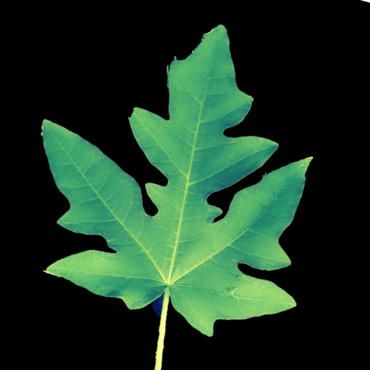 Lucky leaf