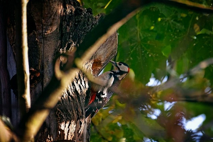 wood-pecker
