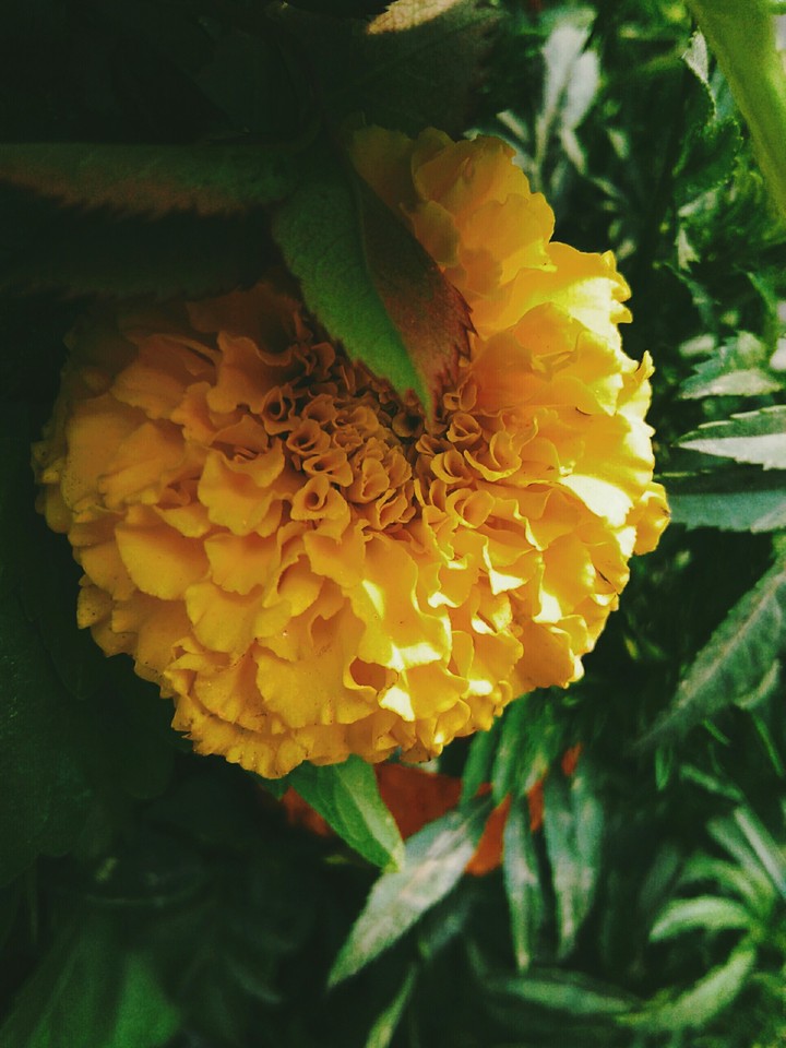 yellow marigold