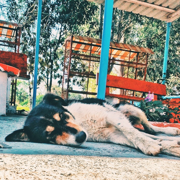 dog