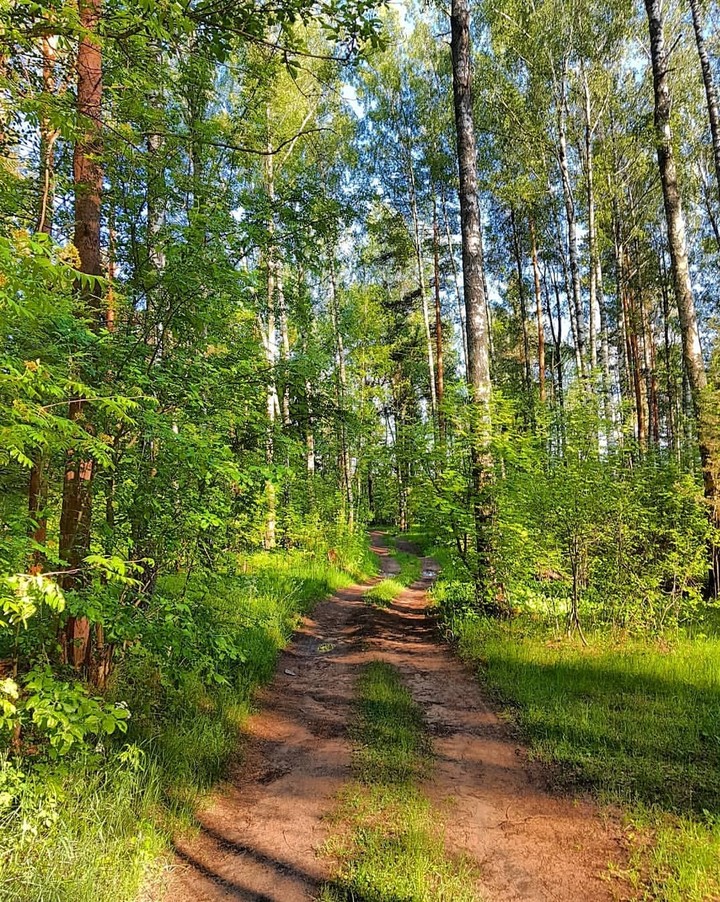 forest