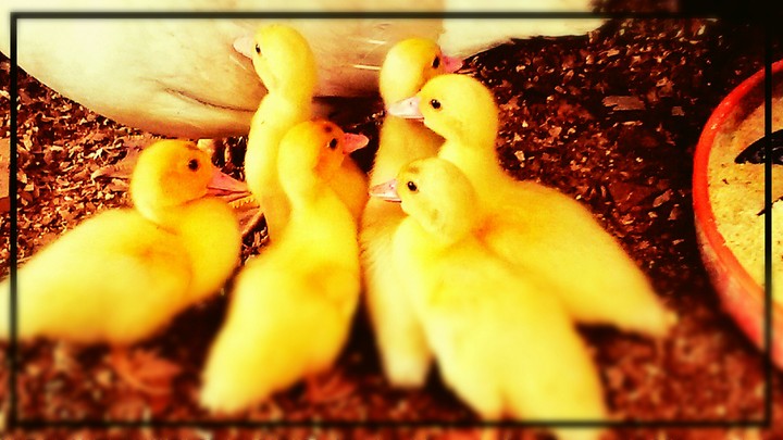Duckk
