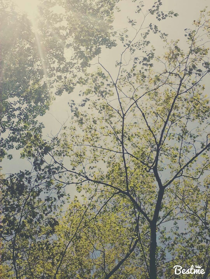Beautiful Trees