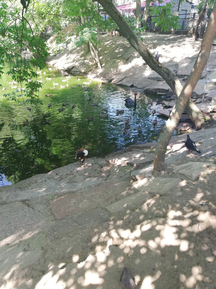 Lake for birds