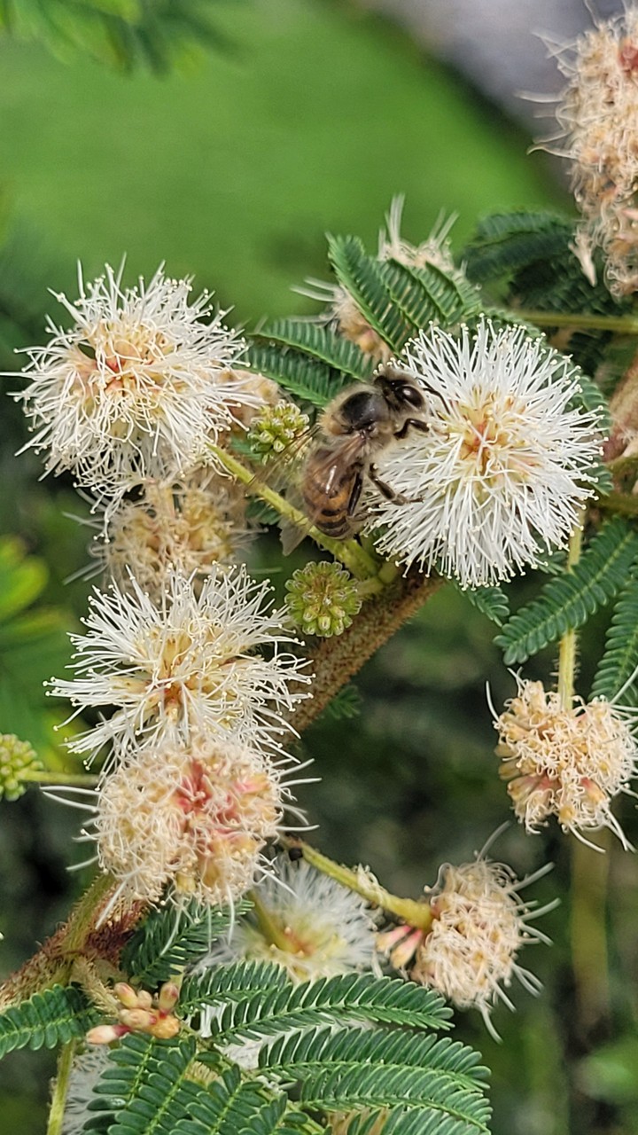 abejita