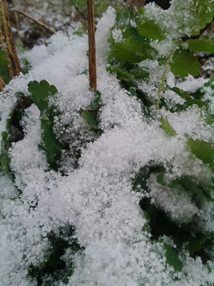 snow