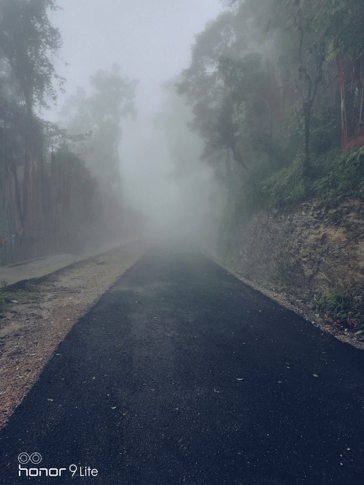 fog and forest