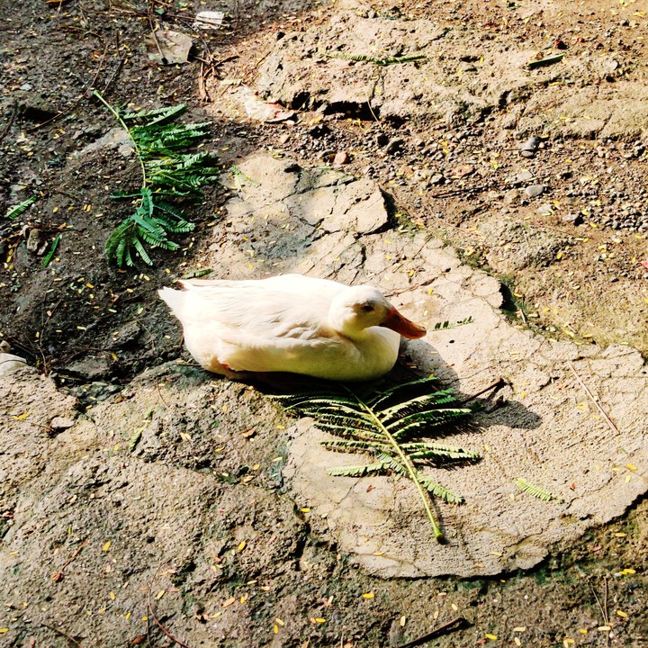 duck