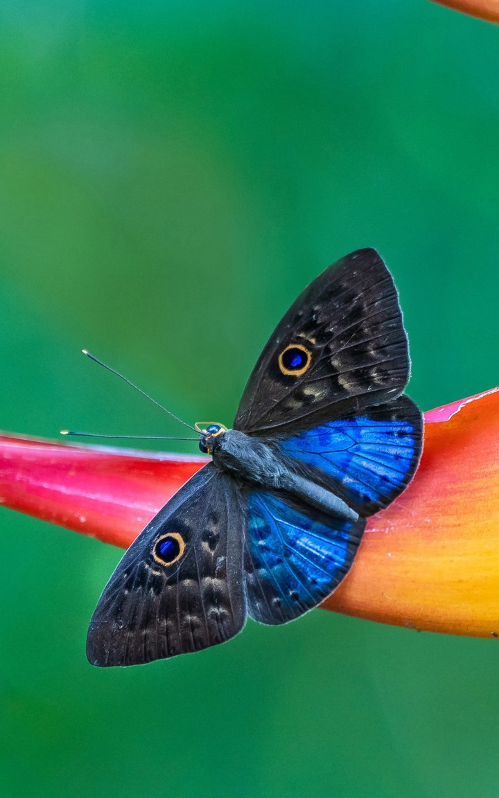 butterfly
