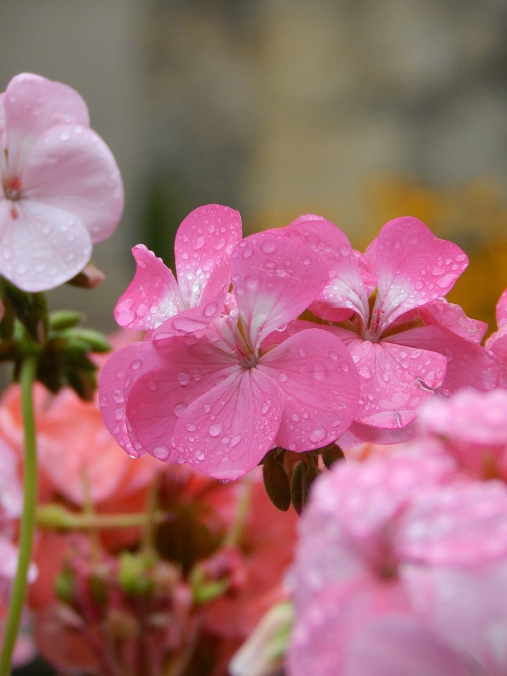 after rain