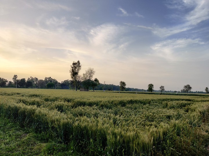 farms