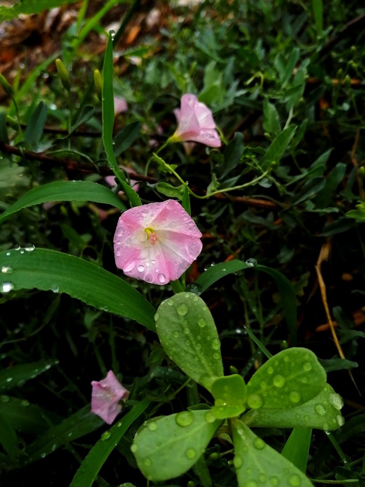Drops of water