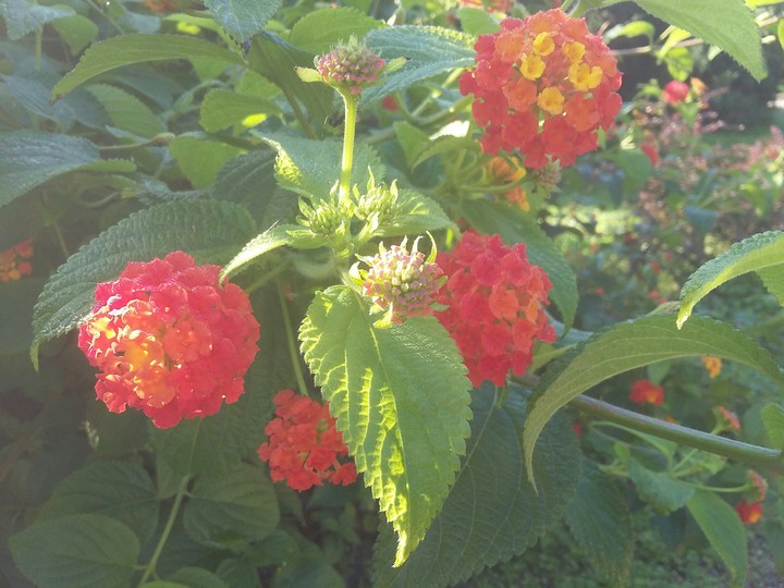 Flower
