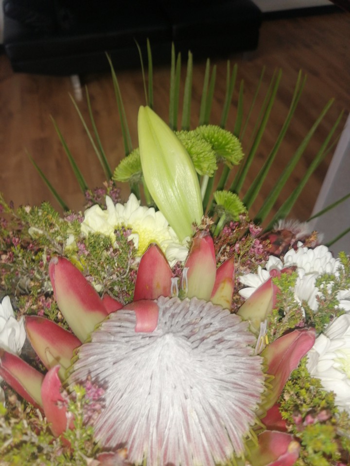 Protea