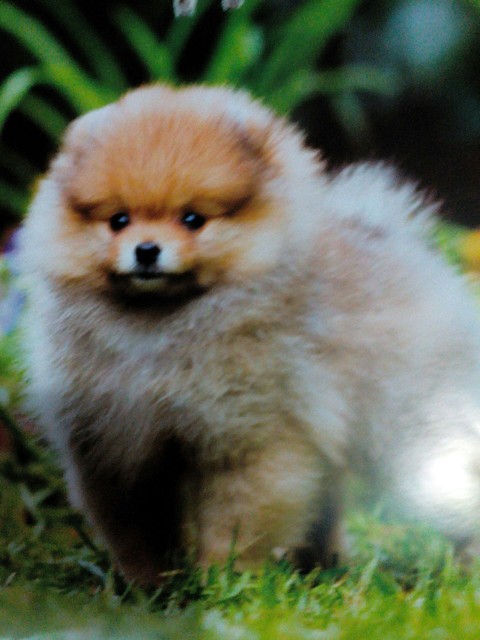 Dog