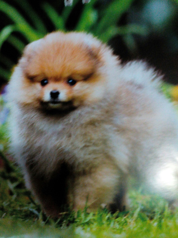 Dog
