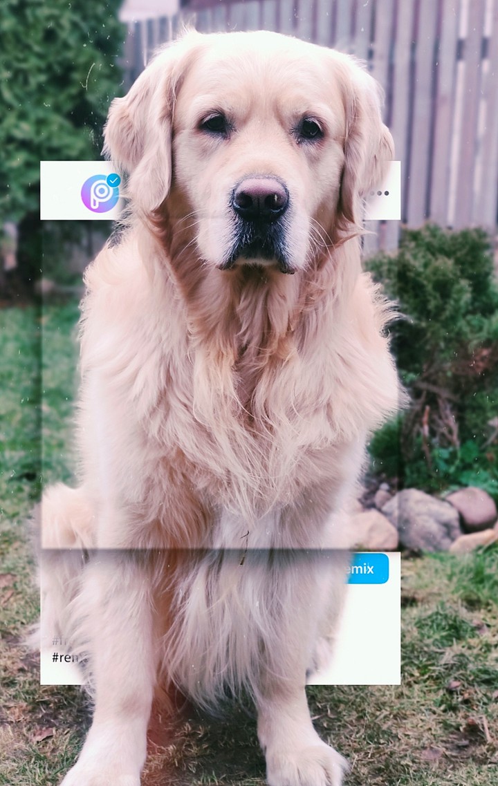 ?dogs?
