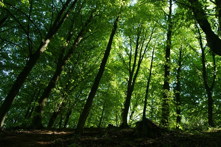 Atatürk arboretumu