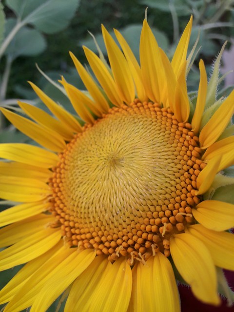 sunflower