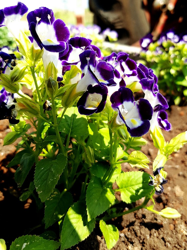 flower