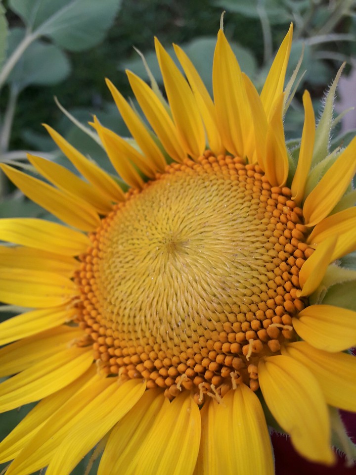 sunflower