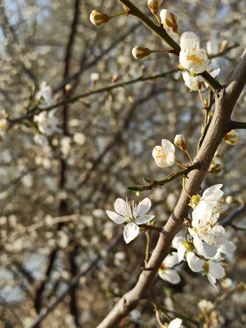 hello, spring