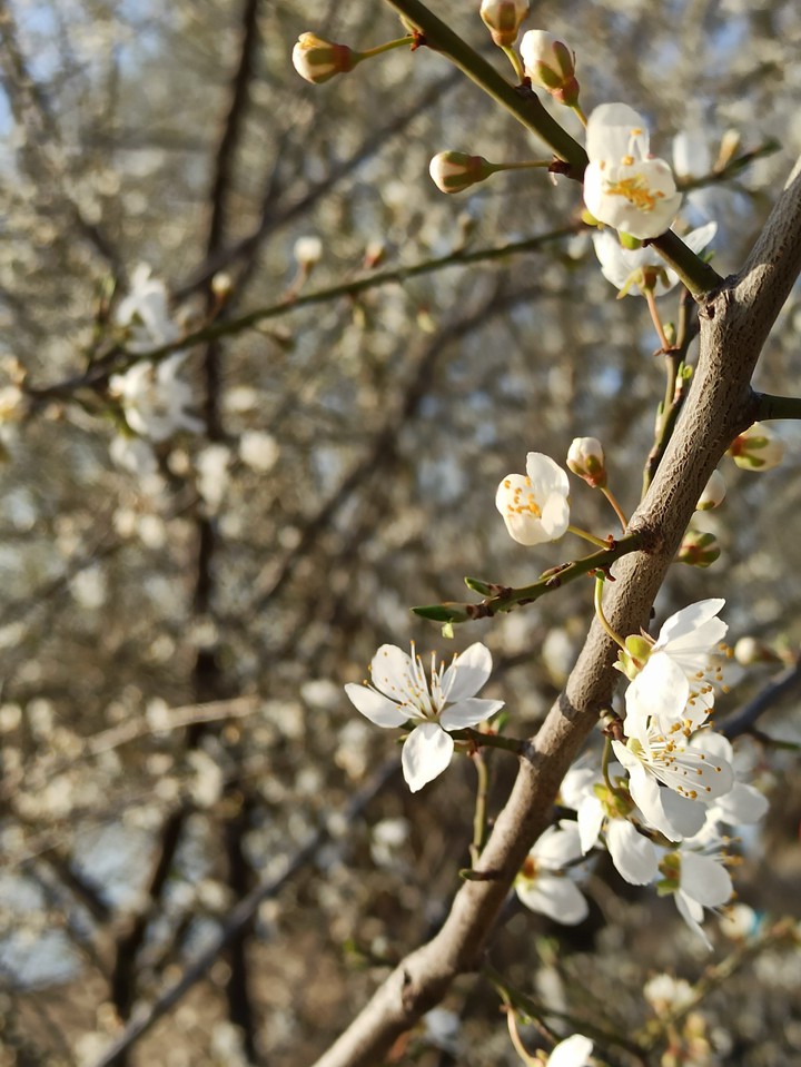 hello, spring