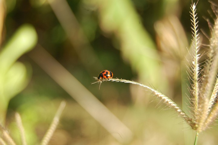 lady bird