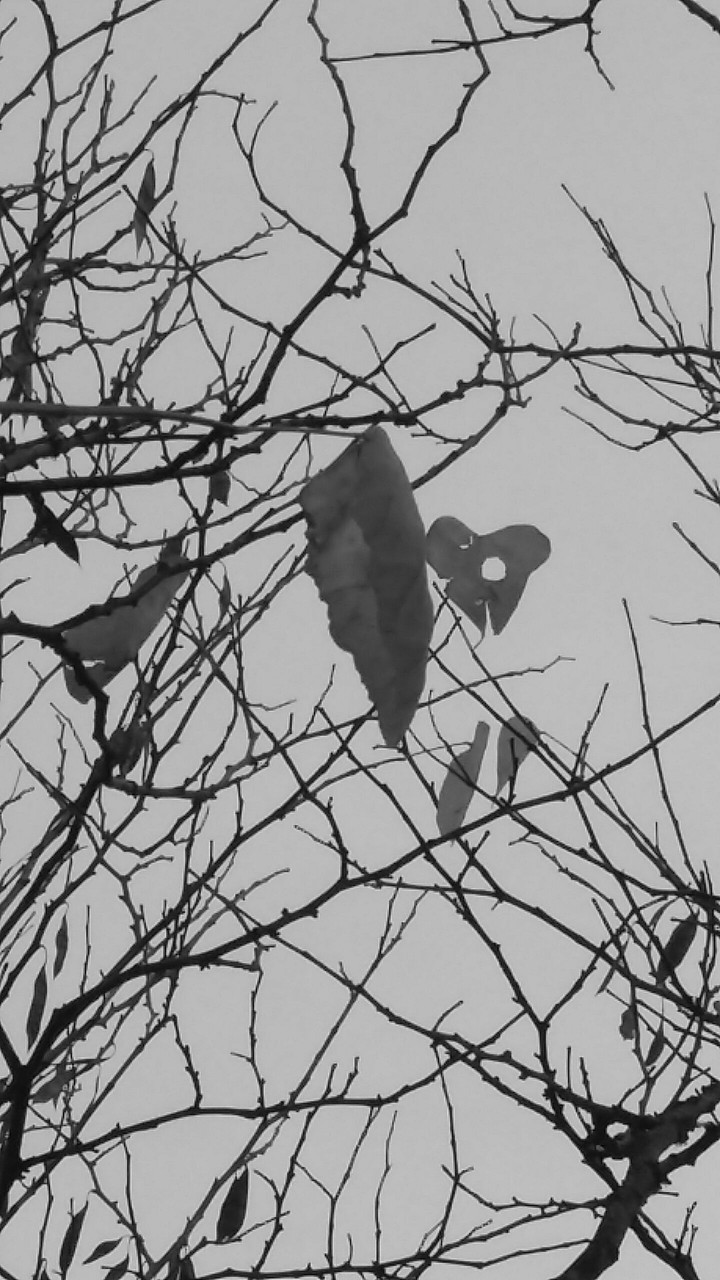 Lonely leaf
