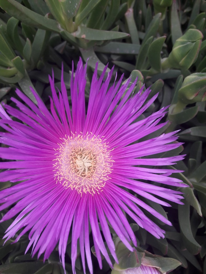I enjoy watching flowers