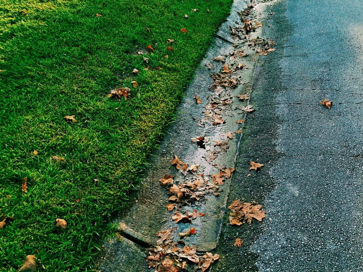 streetleaves_sdewalk
