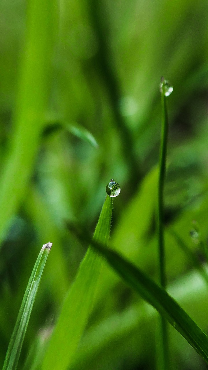 Beautiful Nature and Morning Dew Drops