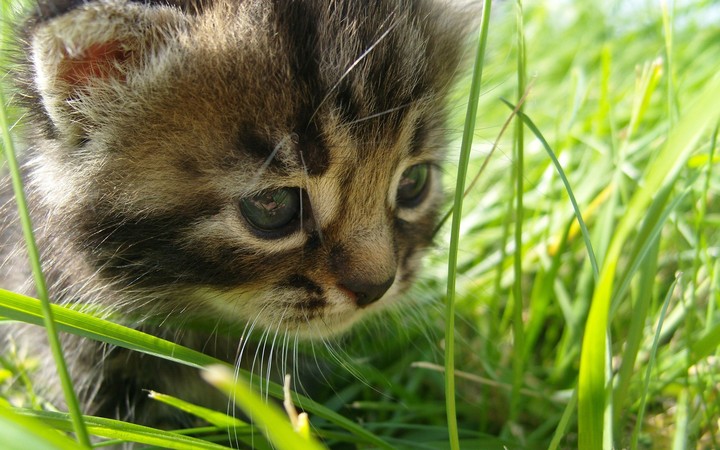Baby cat