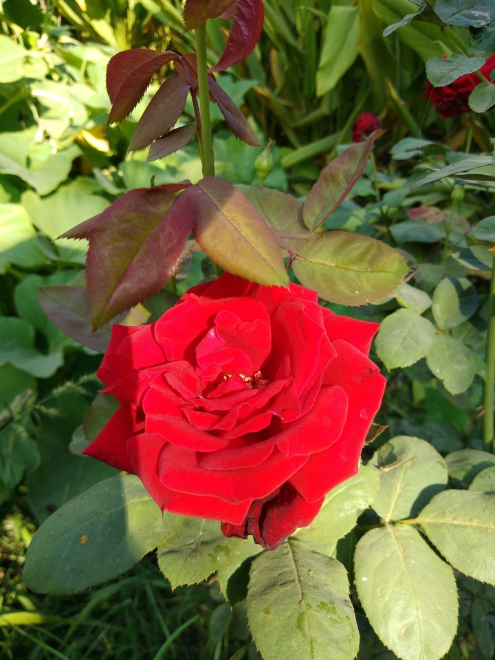 love flowers