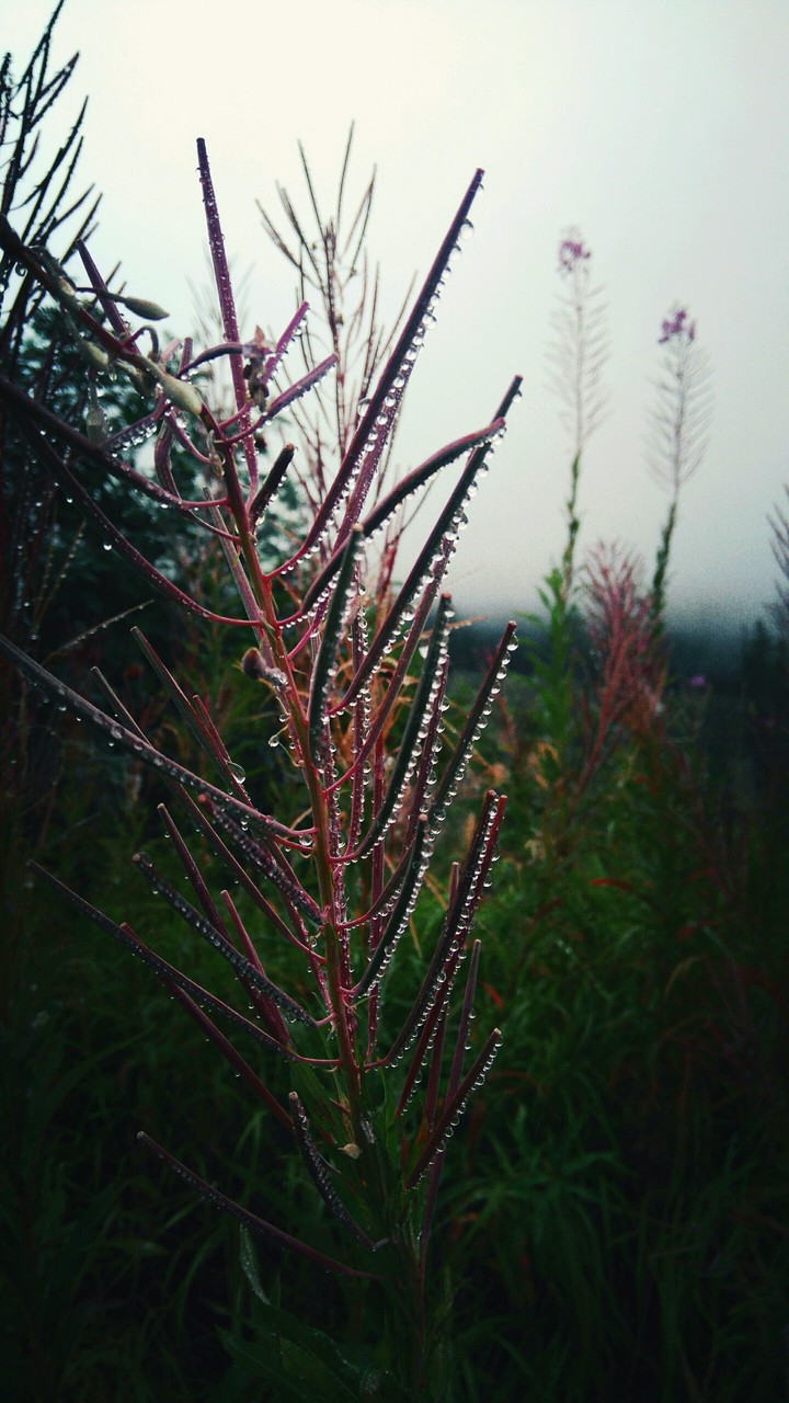 dew